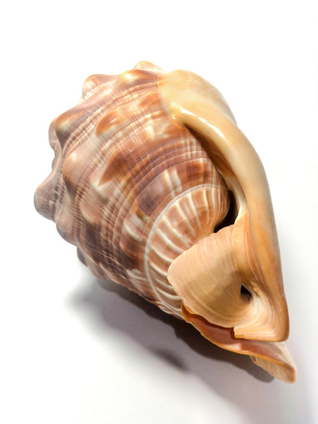 塞浦路斯鲁法红盔壳图片下载