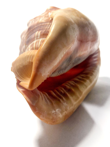 海螺壳的正面图片下载