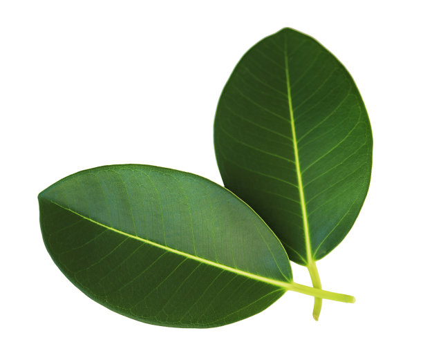 榕树的叶子应用程序图片下载