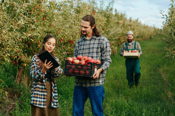 前视图农民妇女检查收成的好坏，男子手里拿着盒装苹果。图片下载