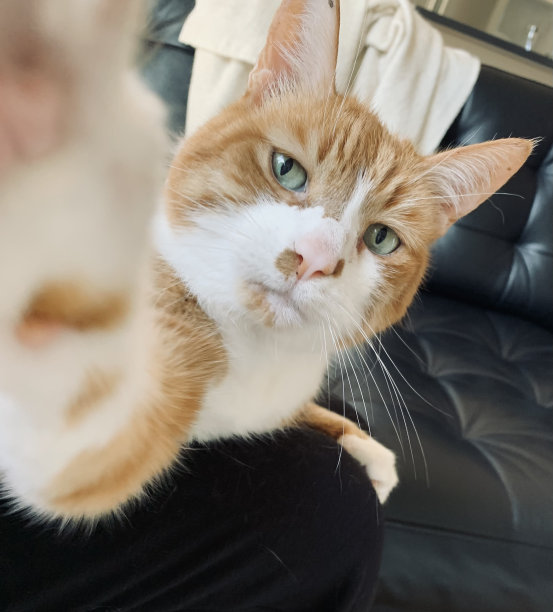 猫在抓手机图片下载