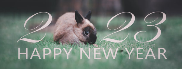 2023年拜年，兔年拜年，佳节同文庆佳节。图片下载