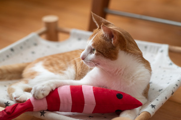 猫在玩毛绒玩具图片下载