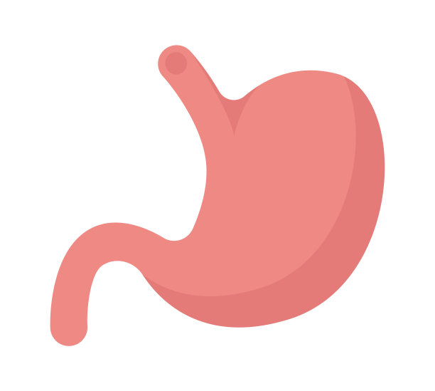 胃人体器官。矢量图图片下载