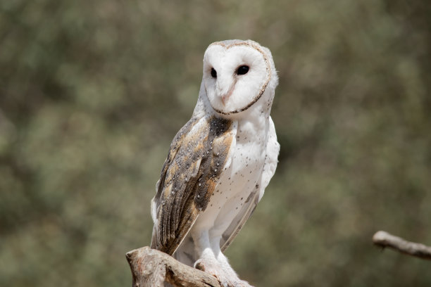 谷仓猫头鹰有一张心形的白脸图片下载