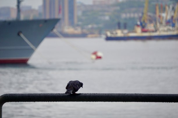 海参崴精选照片。俄罗斯远东城市符拉迪沃斯托克最美的照片。海的城市。海滨城市的海景-海参崴。图片下载