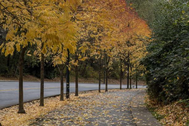 银杏叶图片下载