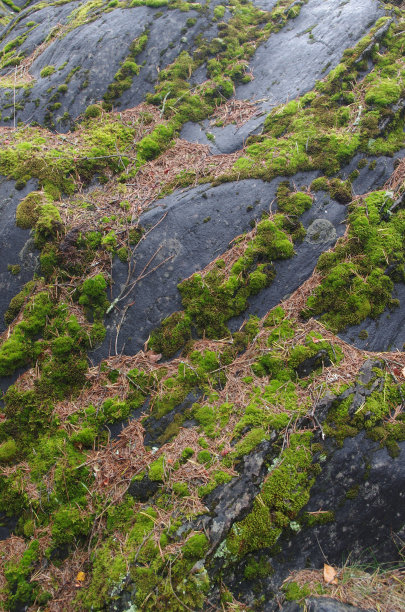 绿色的苔藓在深色的石头上图片下载