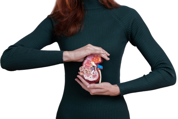 女子正拿着人体肾脏模型。帮助和关怀的概念图片下载