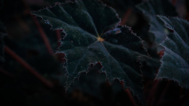 特写深色树叶背景图片下载