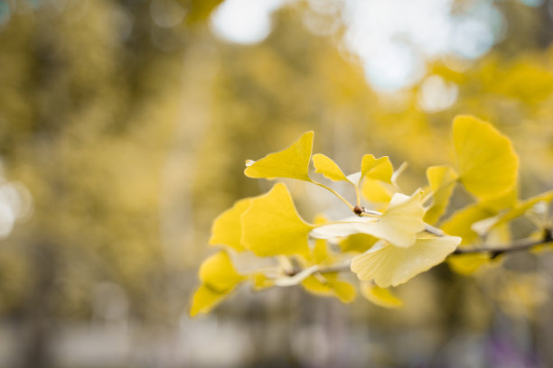 银杏叶图片下载