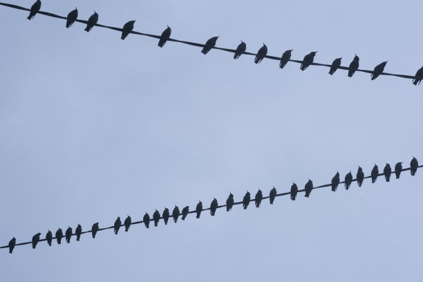 电线上的椋鸟图片下载