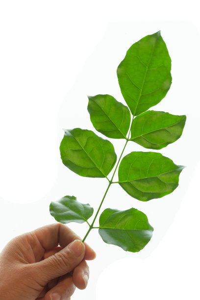 手中的绿叶图片下载