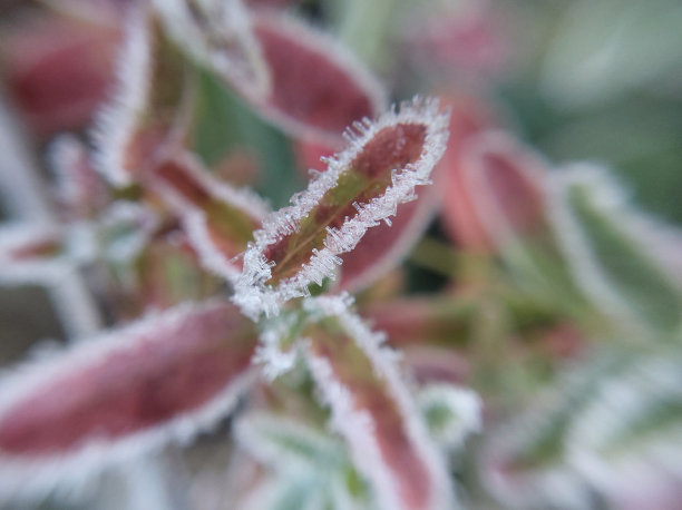 清晨的白霜笼罩着花园里秋天的植物图片下载