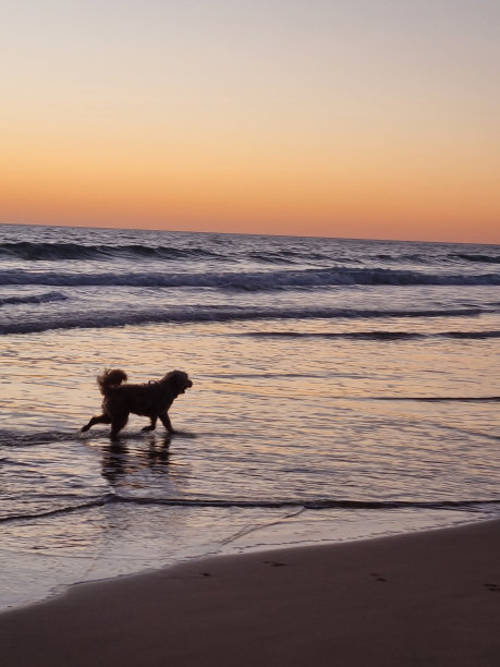 毛茸茸的狗走在沙滩的浅波上，在夕阳下留下它的兵印图片下载