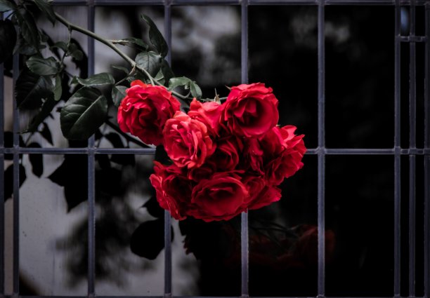 美丽的红玫瑰悬挂在黑暗而反光的窗户上图片下载