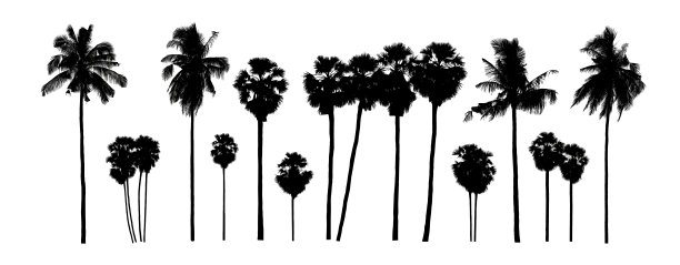 设置树木剪影刷在白色背景图片下载