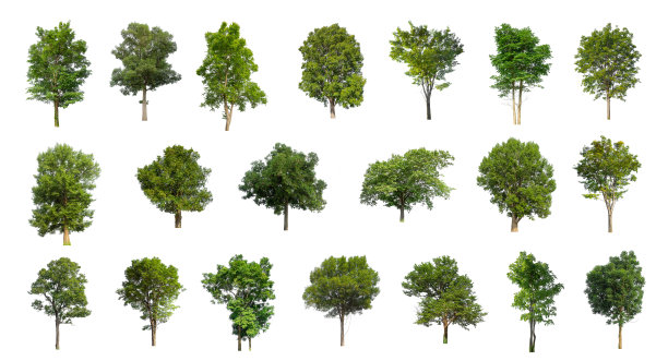 ，一组孤立的树在白色背景图片下载