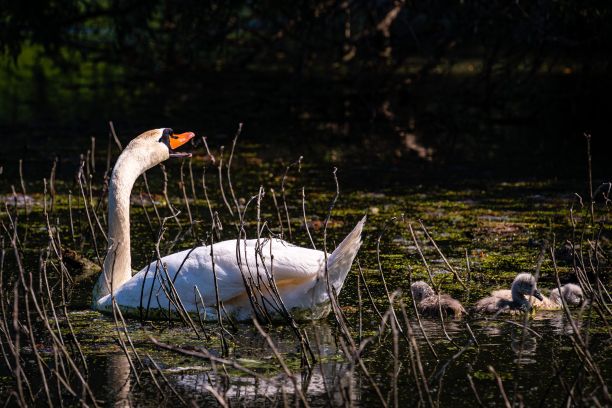 天鹅和它的宝宝在湖里游泳的美丽照片图片下载