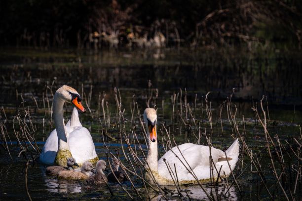 两只天鹅和它的宝宝在湖里游泳的美丽照片图片下载