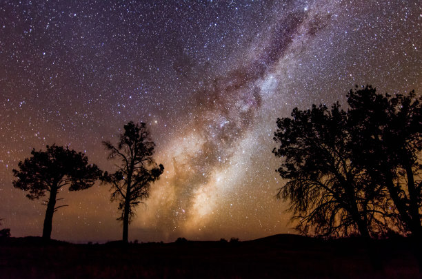 星空下美丽森林的低角度照片图片下载