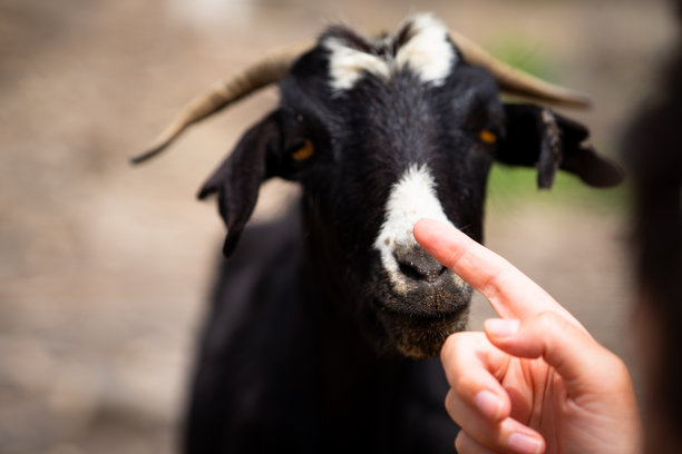 山羊在Fuerteventura图片下载