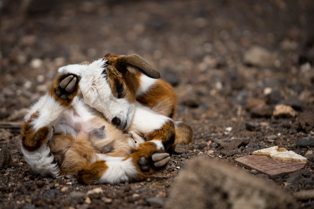 山羊在Fuerteventura图片下载