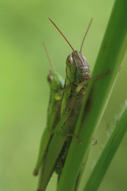 一只正在交配的雄性和雌性绿色蚱蜢。图片下载
