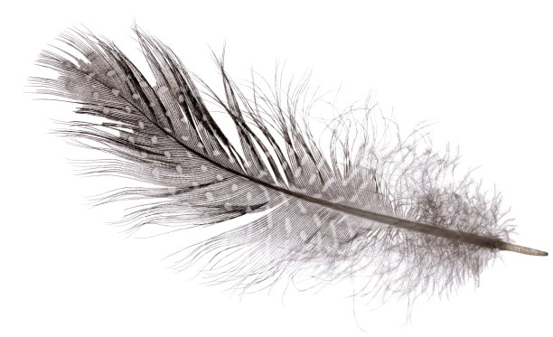 白色上有小斑点的蓬松深色羽毛图片下载