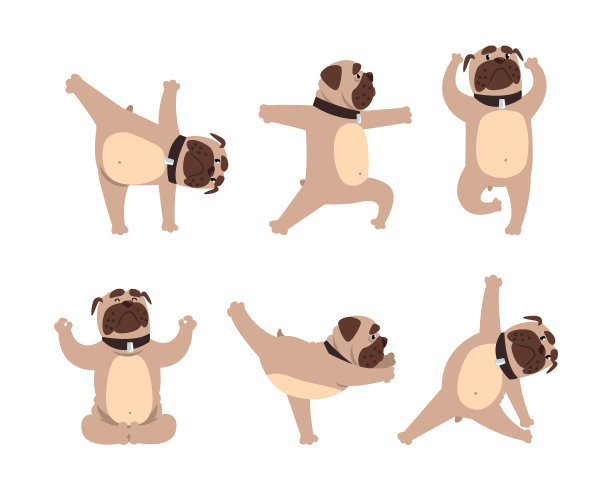 可爱的哈巴狗练习瑜伽集有趣的宠物动物图片下载