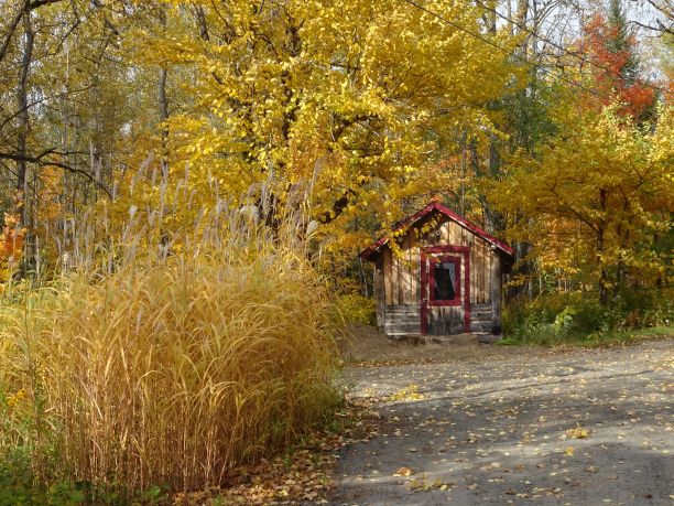 秋天森林里一个小木屋的美丽照片图片下载