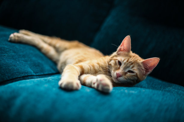 一只可爱的猫在蓝色沙发上放松的选择性聚焦镜头图片下载