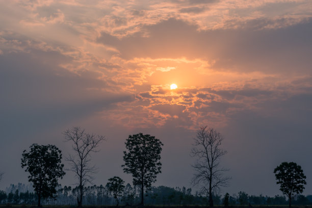 树剪影在日落背景。图片下载