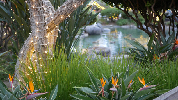 池塘鱼塘水，仙女花园，树上的花环灯，神奇的梦幻森林图片下载