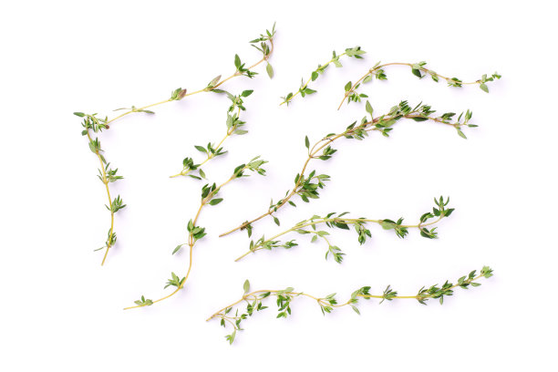 分离在白色上的新鲜百里香小枝草本植物图片下载