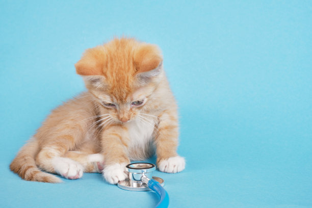 可爱的小红猫在蓝色背景下玩听诊器图片下载