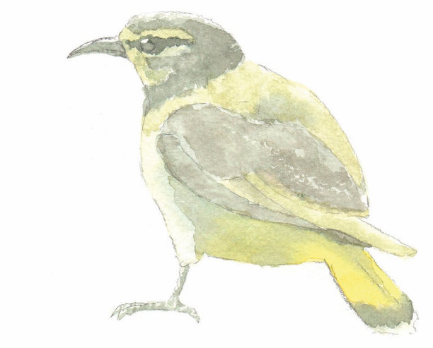 澳大利亚本地鸟，黄刺鸟的插图图片下载