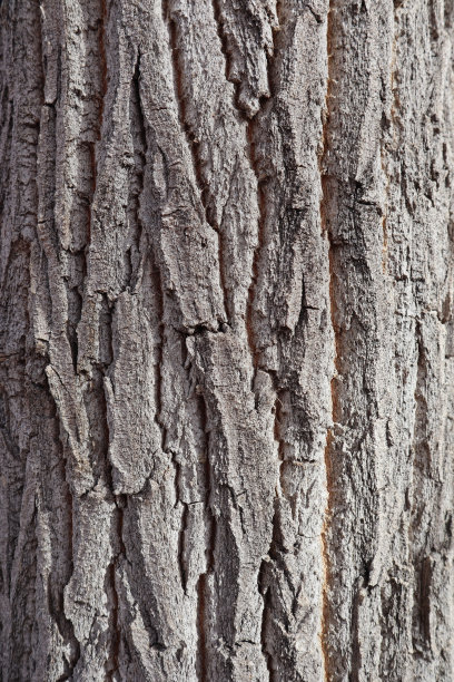 特写镜头的灰色纹理树皮的一棵杨树在亚利桑那州。完美的背景图片下载