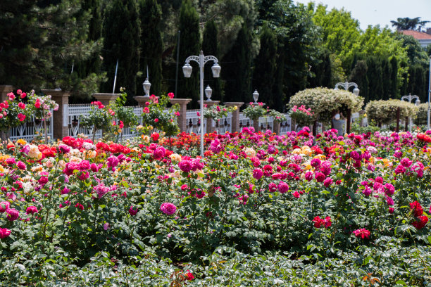 花园中彩色玫瑰的横向照片图片下载