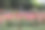 花园中彩色玫瑰的横向照片图片下载