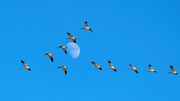 一群鸟在月亮附近的天空中飞翔图片下载