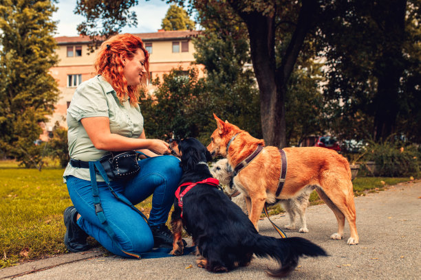 女性遛狗者带着狗在城市公园玩耍。图片下载