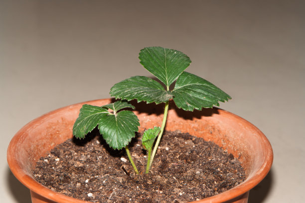 草莓苗图片下载