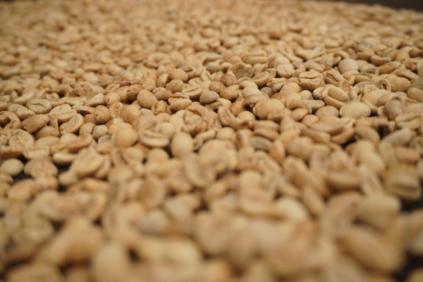 干燥的咖啡种子库存照片图片下载