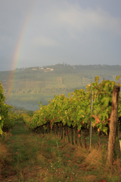 托斯卡纳有彩虹的葡萄园图片下载