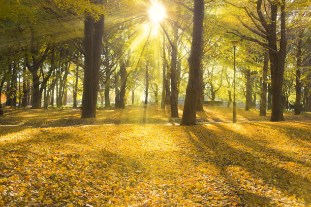 银杏的叶子图片下载