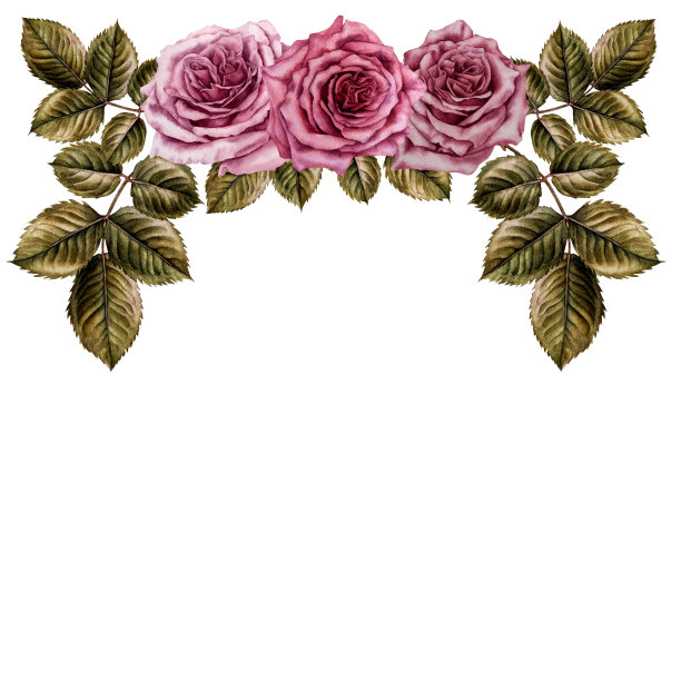水彩画的粉红色玫瑰和绿色叶子的边界在植物插图的技术。图片下载