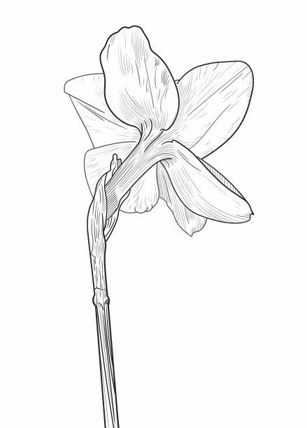素描一朵水仙花的特写在一个白色的背景。线性风格的矢量插图。孤立的,水仙。孵化。后视图。图片下载