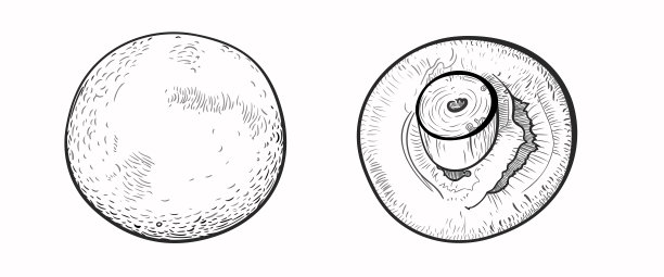 一个大的香菇从两个角度画出来——有帽子和一条腿。矢量插画采用直线素描、雕刻的风格。特写，白色背景。每股收益10。图片下载