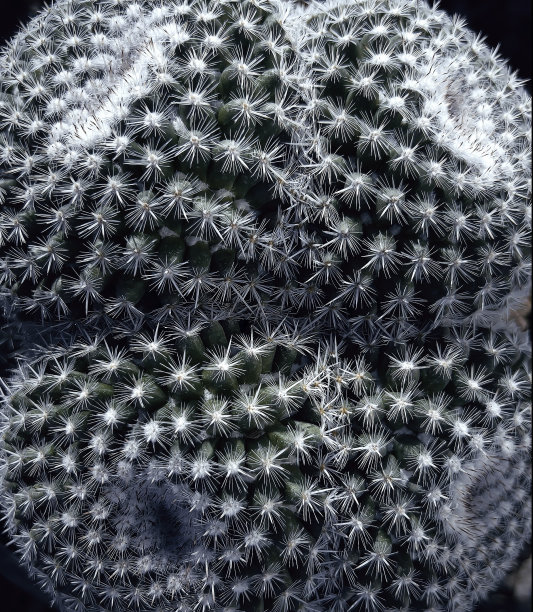 仙人掌的抽象观点图片下载